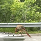 Cardinal eating breakfast