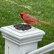Cardinal eating breakfast
