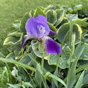 Première iris versicolore.