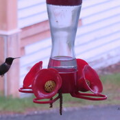 colibri à la recherche de nourriture