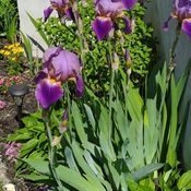 Iris en fleurs!