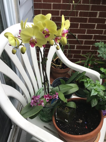 Magnolia, Gloire du matin, mon balcon en fleurs, orchidées de Frédéric. Québec, QC