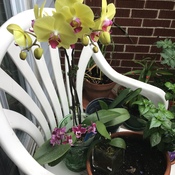 Magnolia, Gloire du matin, mon balcon en fleurs, orchidées de Frédéric.