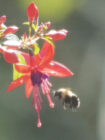 Bee and Fuchsia. Haliburton, ON