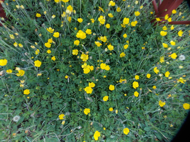 Little yellow flowers! Bridgewater, NS