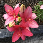 Lillies are showing off