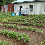jardin de patates