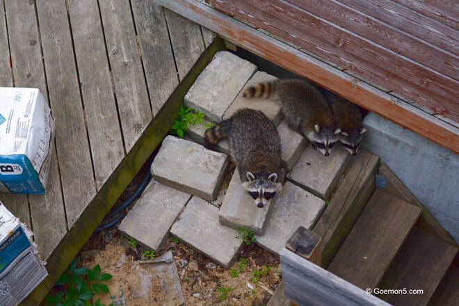 Racoon cubs on the porch Toronto, ON