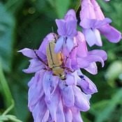 Fleur mauve du Québec - Veste jargeau