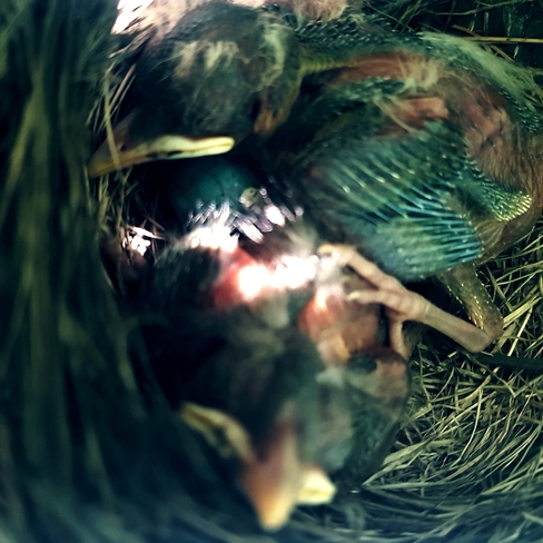 baby robins Burlington, ON