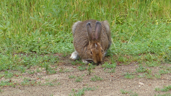 Snowshoe hare grand forks