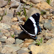 THE WHITE ADMIRAL