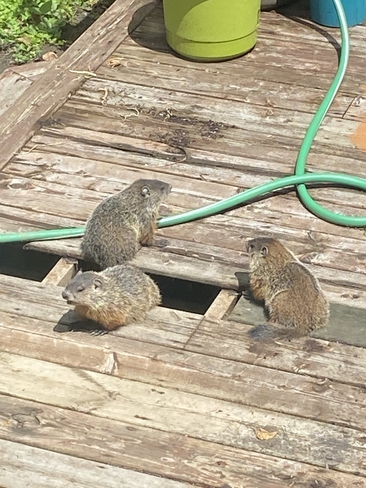 Les marmottes supervisent les travaux ☺️ Mascouche, Québec | J7K 1M3