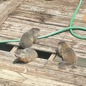 Les marmottes supervisent les travaux ☺️