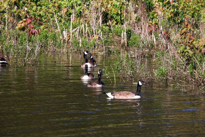 Canada Geese On the Marsh Ottawa, ON