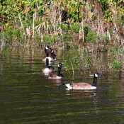 Canada Geese On the Marsh