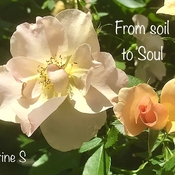 From Soil to Soul <3