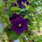 The first clematis