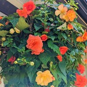 Beautiful summer flower basket