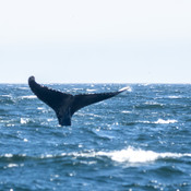 Croisière aux baleines Gaspé