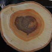 Heartwood in a Tree
