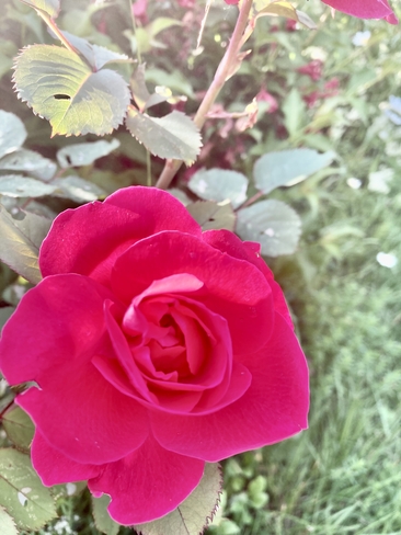 Rose d’Amour Saint-Antoine-de-Tilly, Québec, CA