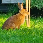 Un lapin dans notre cour