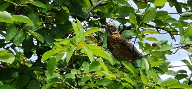 Juvenile robin, munching fruit... HMW Ottawa, ON