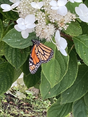 Papillon entre dans le rond 🎼🎼🎼 Saint-Antoine-de-Tilly, Québec, CA