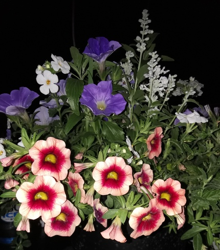 Un bouquet de fleurs pour vous!😉 Joliette, QC