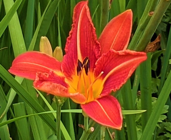 Day lily Vancouver, BC