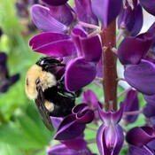 Bunble bee on purple Lupin and also the Butterfly bush.