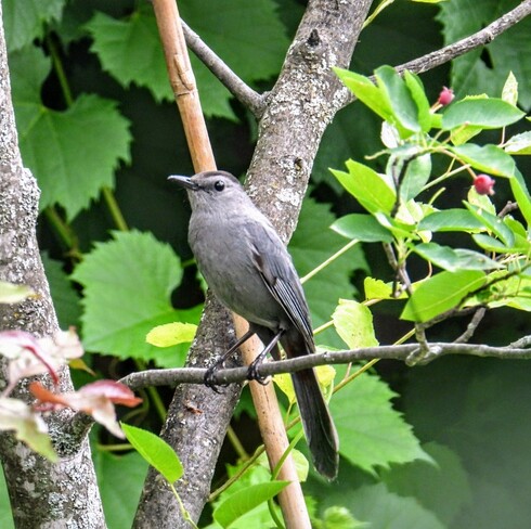 Grey Catbird Ottawa, ON