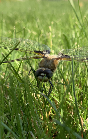 Dragonfly in my lawn Saskatoon, Saskatchewan, CA