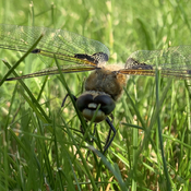 Dragonfly in my lawn