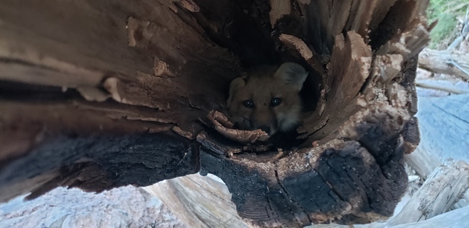 baby fox hiding in a log Belledune, NB