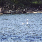 TRUMPETER SWAN at the FLOODWAY