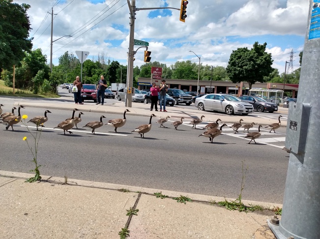 March of the Geese - Gueeses Kitchener, ON