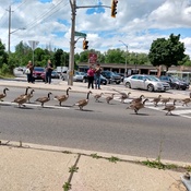 March of the Geese - Gueeses