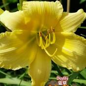 June 29 2022 23C Daylily - yellow beauty in the Summer in Thornhill