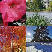 June 29 2022 Lovely four seasons in Canada - Thornhill Ontario