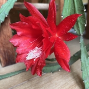 Fleur du cactus orchidée