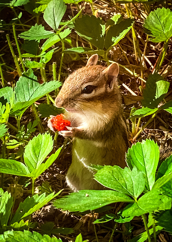 Little chipmunk eating a wild strawberry Huntsville, Ontario, CA
