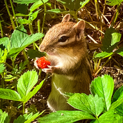 Little chipmunk eating a wild strawberry