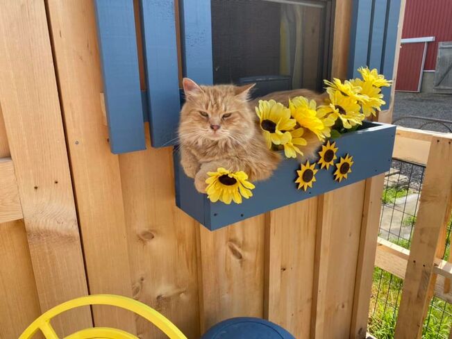 Sunflower Kitty Tupperville, ON