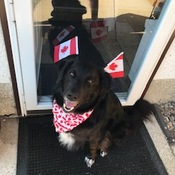 Tommy is ready for Canada Day