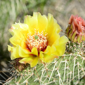 Prickly Pear.