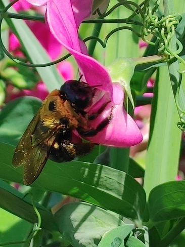 Busy Bee in the Sweet Peas Simcoe, ON