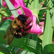 Busy Bee in the Sweet Peas
