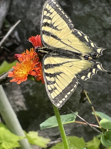 Tiger Swallowtail Algoma, ON